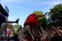 Thumbs/tn_Castlefest 2017 zondag 227.jpg